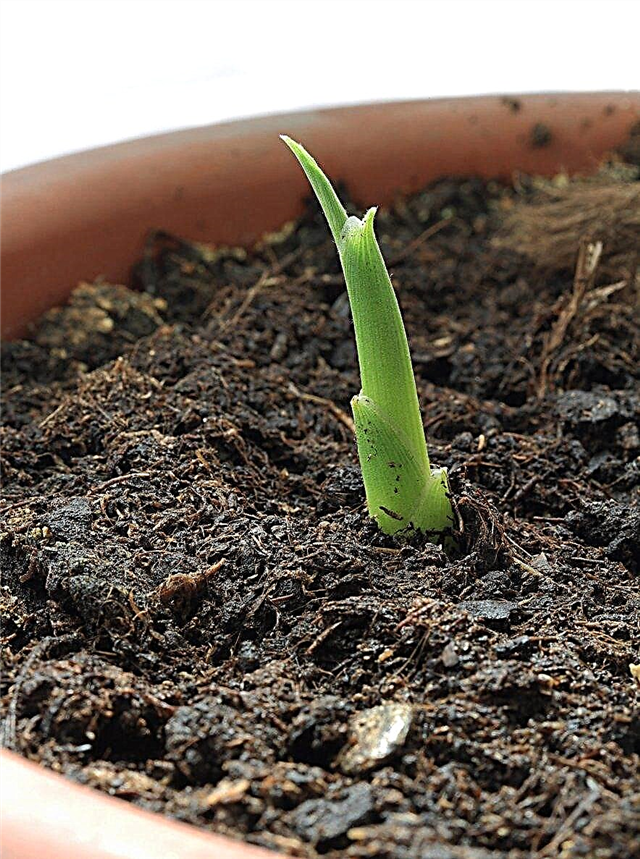Uzgoj đumbira u posudama: Kako brinuti o đumbiru u posudama