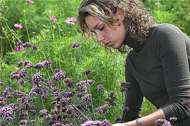 Propagación de verbena: aprenda a propagar plantas de verbena
