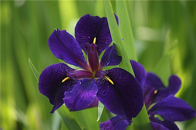 Louisiana Iris Information - Wie man eine Louisiana Iris Pflanze züchtet