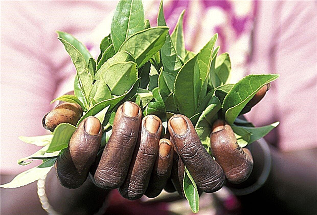 Обрізка чайного листя - коли обрізати чайну рослину