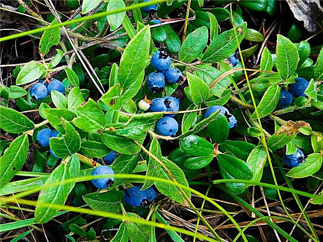 Corymbe Vs. Buissons de bleuets nains - Que sont les bleuets en corymbe et nain