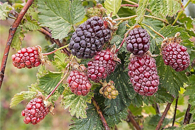 Boysenberry Plant Info - Tips til opdræt af en Boysenberry Plant