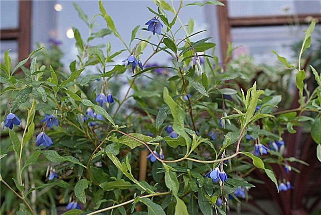 Informação da trepadeira do Bluebell: Plantas crescentes da trepadeira do Bluebell no jardim