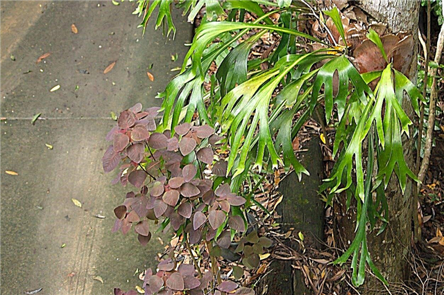 Overwintering Staghorn Ferns: เฟิร์น Staghorn ที่เติบโตในฤดูหนาว