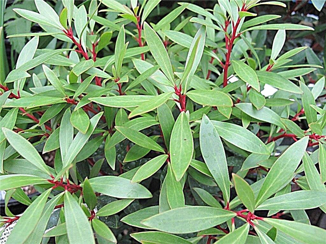 Kas yra „Drimys Aromatica“: kaip auginti kalninių pipirų augalą