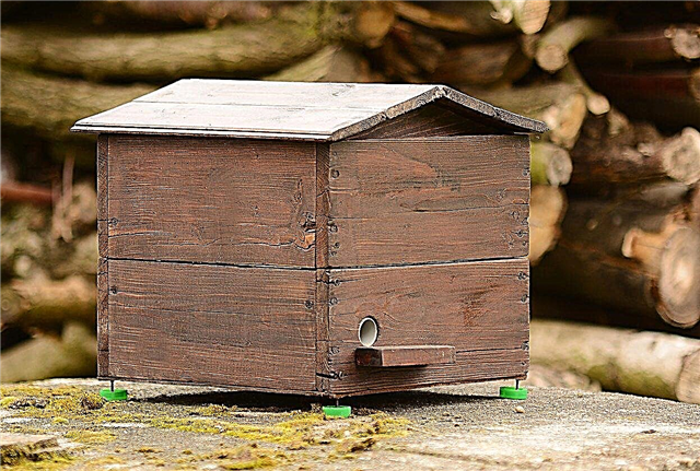 Nidos de abejorros caseros: hacer un hogar para abejorros