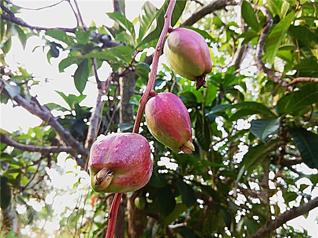 رعاية تفاح الجبل: نصائح لزراعة أشجار تفاح الجبل