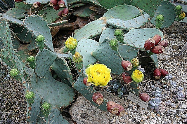 Tulpe Feigenkaktus Info: Leitfaden für den Anbau von braunen Kaktusfeigen