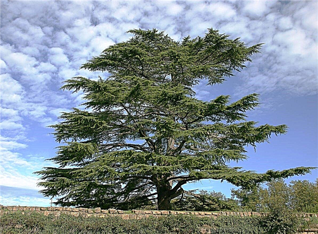 Informations sur les arbres résineux: en savoir plus sur les caractéristiques des résineux