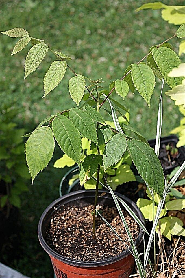 कंटेनर में अखरोट के पेड़: एक बर्तन में अखरोट के पेड़ को कैसे उगाया जाए