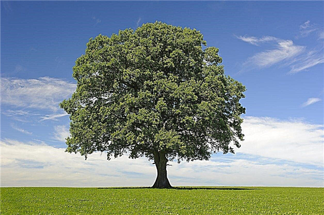 Information sur le bois dur: Reconnaître les caractéristiques des arbres feuillus