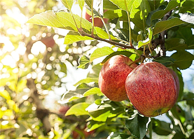 Zone 9 Apple Trees - Dicas sobre o cultivo de maçãs na Zona 9