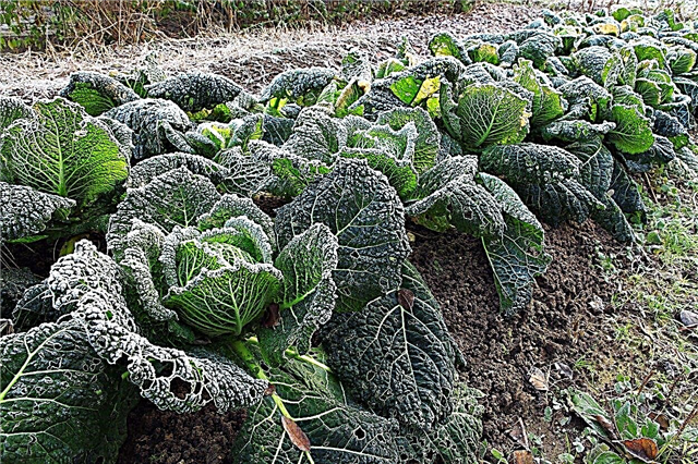 Zona 8 Winter Veggie Garden: Cultivo de verduras de invierno en la Zona 8