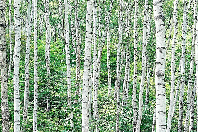 Levensduur berkenboom: hoe lang leven berkenbomen