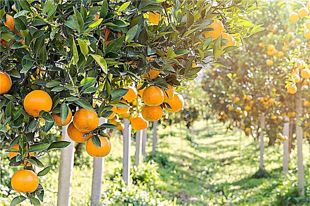 Citrusové stromy zóny 9 - pestovanie citrusov v zónach 9