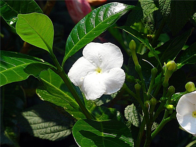 Cultiver du jasmin dans la zone 9: Meilleures plantes de jasmin pour les jardins de la zone 9