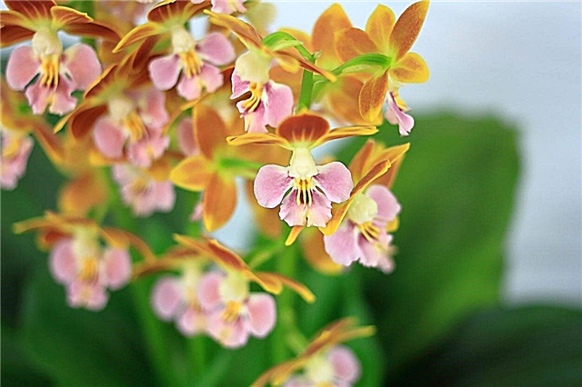 Orquídeas da Zona 9 - Você pode cultivar orquídeas em jardins da Zona 9