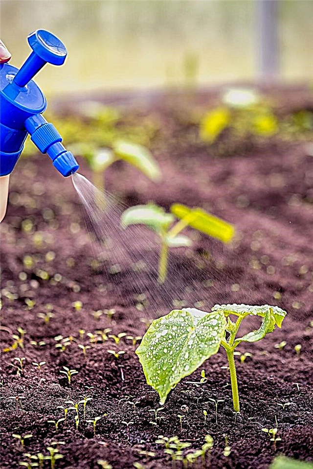 Hnojivo na báze dusičnanu vápenatého - Čo robí dusičnan vápenatý pre rastliny
