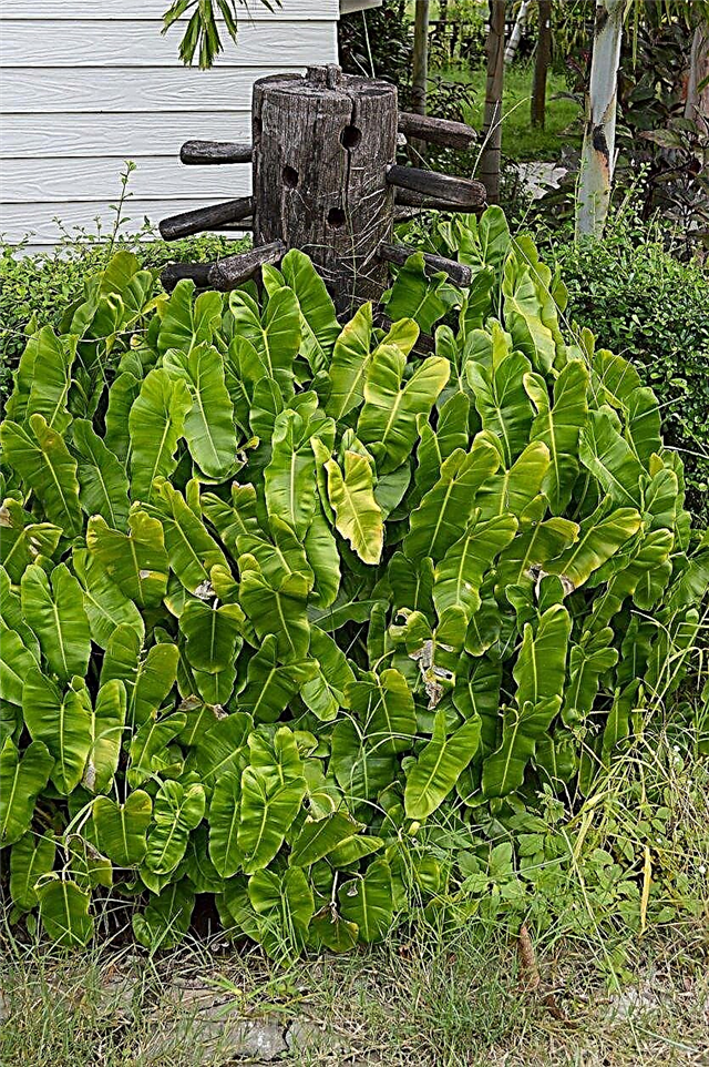 Outdoor Philodendron Care - Como cuidar de Philodendrons no jardim