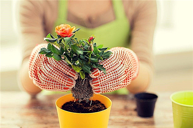 Jardinería con linfedema: consejos de jardinería para prevenir el linfedema