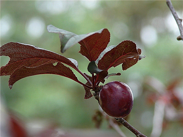 البنفسجي أوراق البرقوق العناية - كيف تنمو شجرة البرقوق الأرجواني