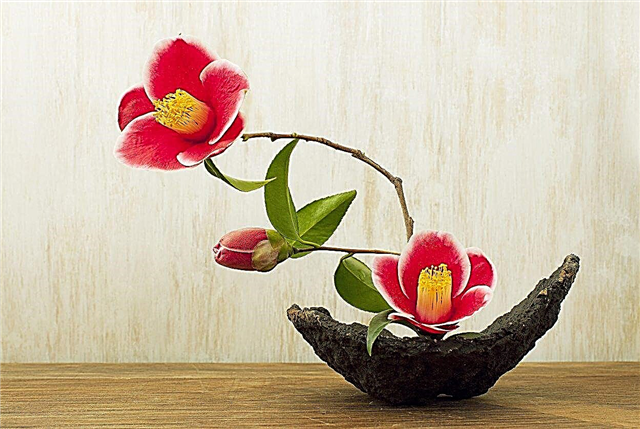 Kaj je Ikebana - kako narediti cvetne projekte Ikebane