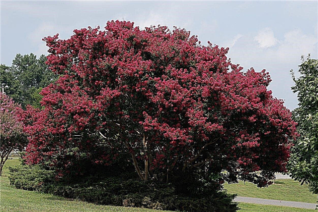 Цветущие деревья зоны 9: Растущие цветущие деревья в садах зоны 9