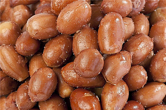 Informação espanhola do amendoim: Pontas em crescer amendoins espanhóis nos jardins
