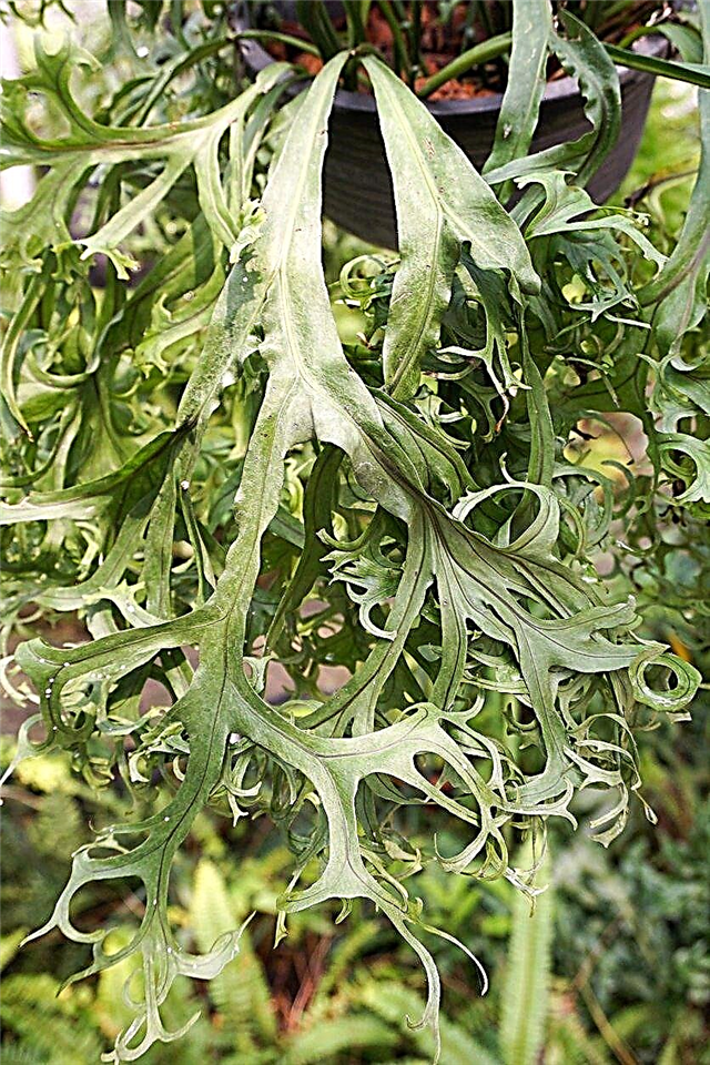 Staghorn Fern Leaf Drop: Cómo salvar una fronda perdedora de helecho Staghorn