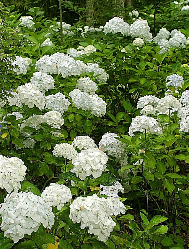 Sone 9-busker som blomster: Dyrking av blomstrende busker i hage i sone 9