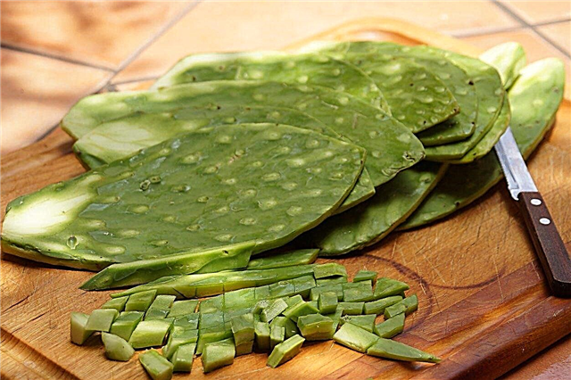 Cosecha de almohadillas de cactus comestibles: cómo elegir almohadillas de cactus para comer
