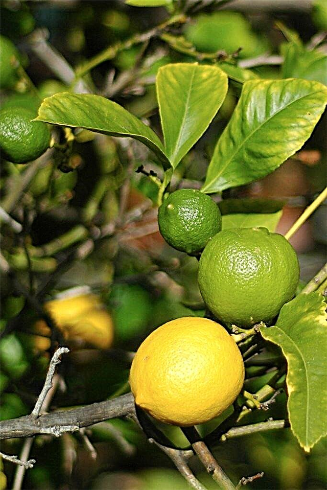 Cítricos injertados múltiples: Cultivo de un árbol frutal de injerto mixto