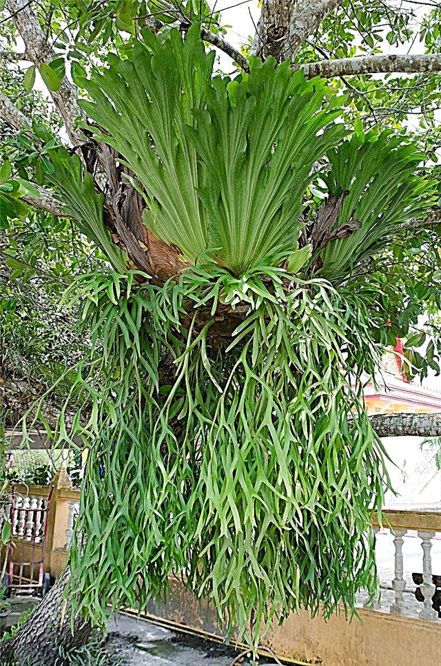 Staghorn Fern Cold Hardiness: How Cold Tolerant Are Staghorn Ferns