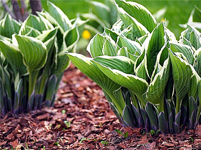 Diviser les plantes Hosta - Quand faut-il diviser les hostas