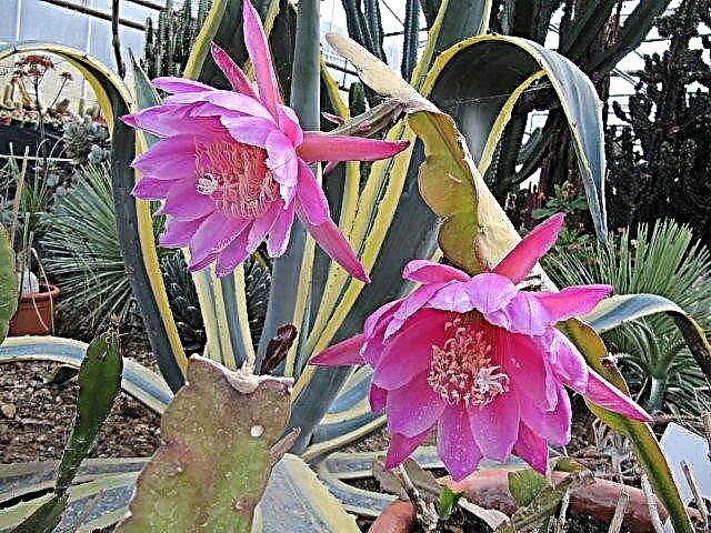 Epiphyllum-Sorten: Arten von Kaktus-Orchideen-Pflanzen