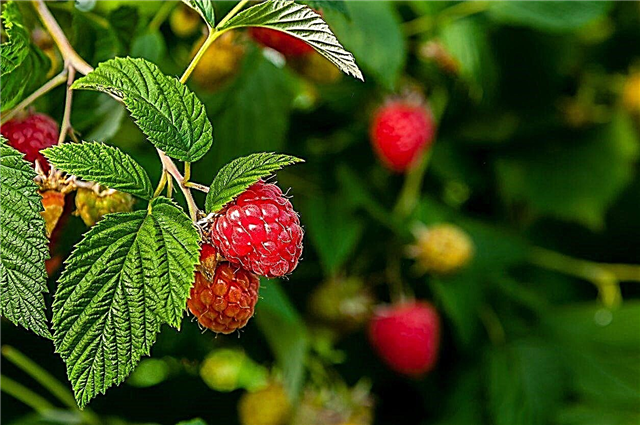 Zone 9 Raspberries : Zone 9 정원을위한 나무 딸기 식물