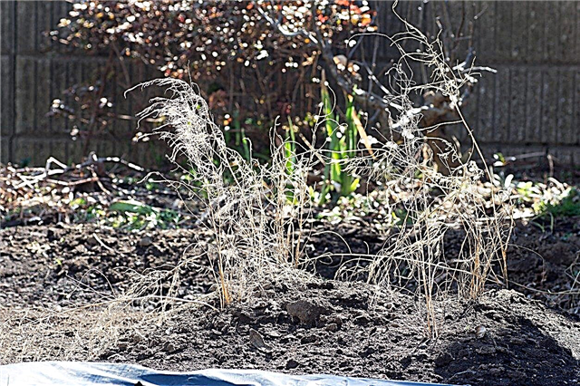 Asparagus Winter Care: Sfaturi pentru iernarea paturilor de sparanghel