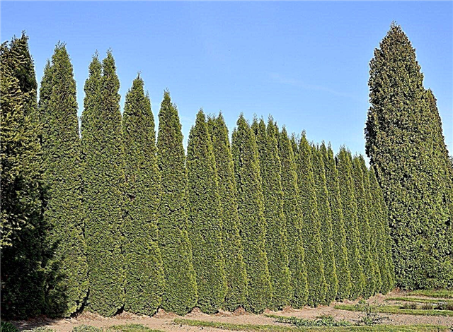 ต้นไม้ความเป็นส่วนตัวของโซน 9: ต้นไม้ที่ปลูกเพื่อความเป็นส่วนตัวในโซน 9