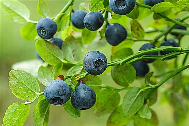 Blueberry Bushes Untuk Zone 9 - Menanam Blueberry Di Zone 9