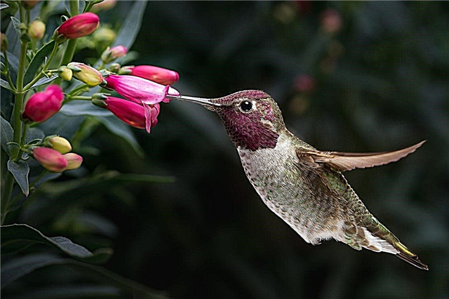 Kaj je nektar: Zakaj rastline proizvajajo nektar