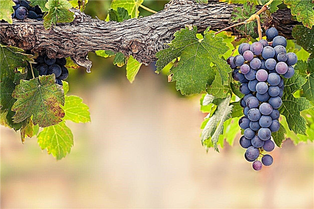 Вибір зони 9 Виноград - Який виноград росте у Зоні 9