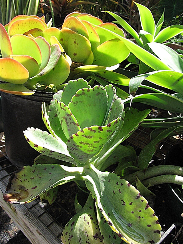Marmorata Succulent Information - Mitkä ovat Marmorata Succulentit