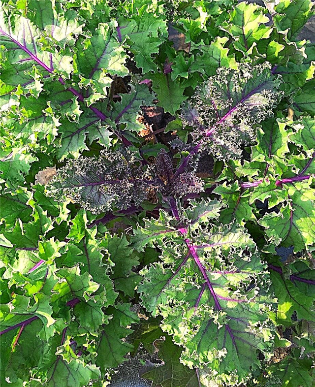Zone 9 Kale Plants: Can You Grow Kale In Zone 9
