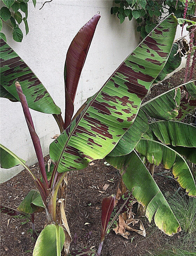 Banane ornamentali in crescita - Come coltivare una pianta di banana rossa