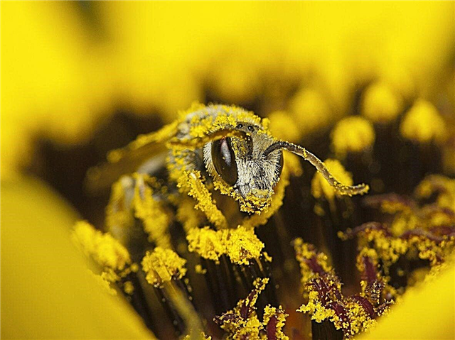 Was ist Pollen? Wie funktioniert die Bestäubung?