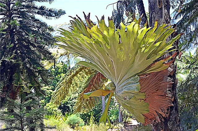 Staghorn Fern Outdoor Care - Growing A Staghorn Fern In The Garden