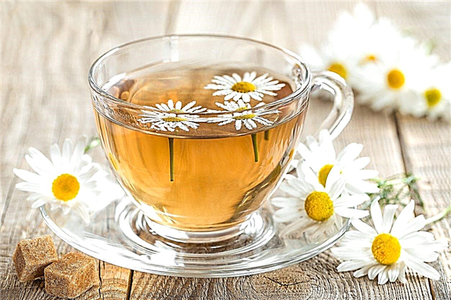 Trồng trà hoa cúc: Làm trà từ cây hoa cúc