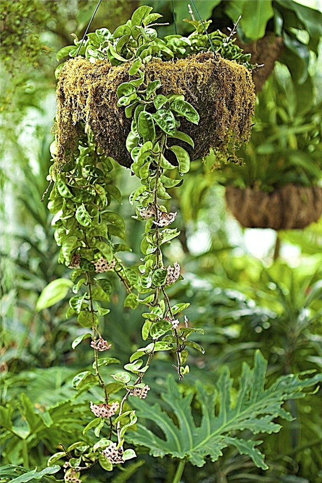 Alimentation des plantes de Hoya: comment fertiliser les plantes de cire