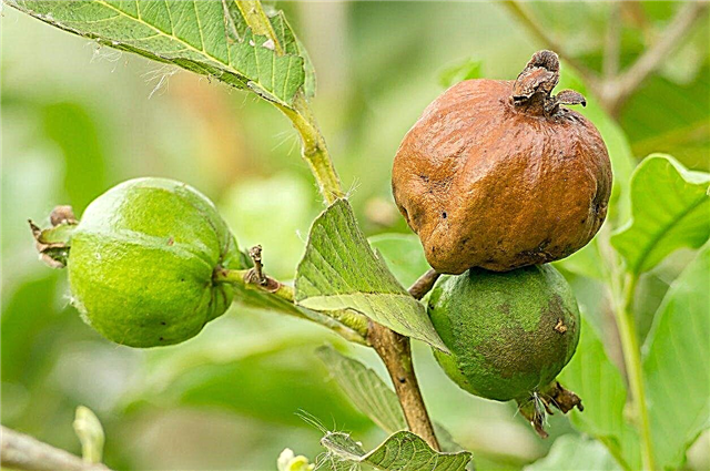 معلومات مرض الجوافة: ما هي أمراض الجوافة الشائعة
