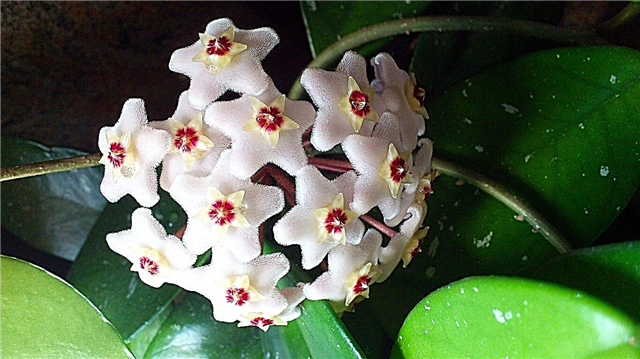 Không có hoa trên cây Hoya: Làm thế nào để cây sáp nở hoa